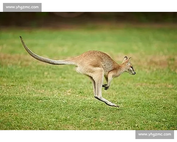 澳大利亚袋鼠跳跃，能否在亚洲区突围